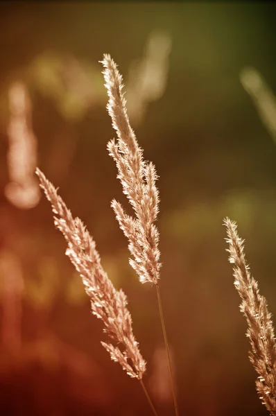 ビンテージの植物秋 — ストック写真