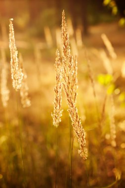 sonbahar vintage bitki