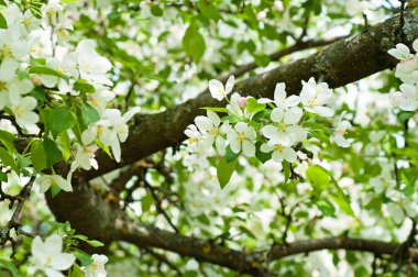 Elma ağacı çiçeği