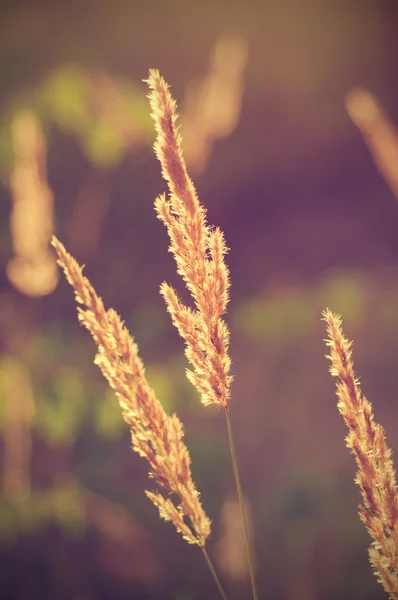 Autumn vintage plants — Stock Photo, Image