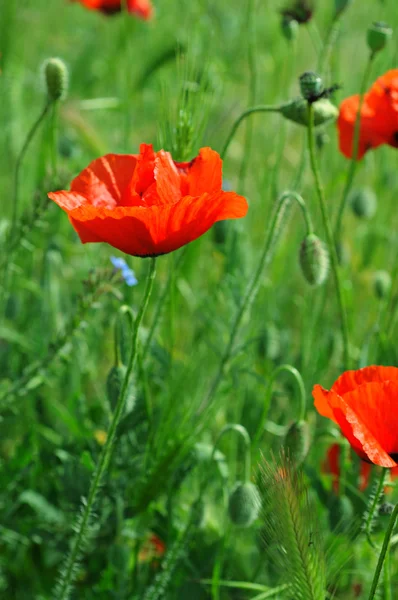 Poppy em um campo — Fotografia de Stock