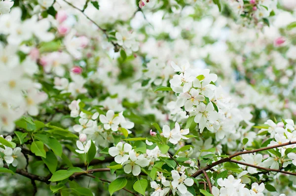 Maçã flor árvore — Fotografia de Stock