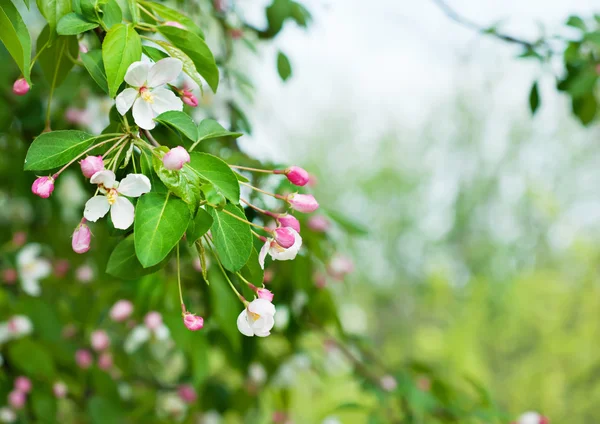 Apple tree flower — Stock Photo, Image