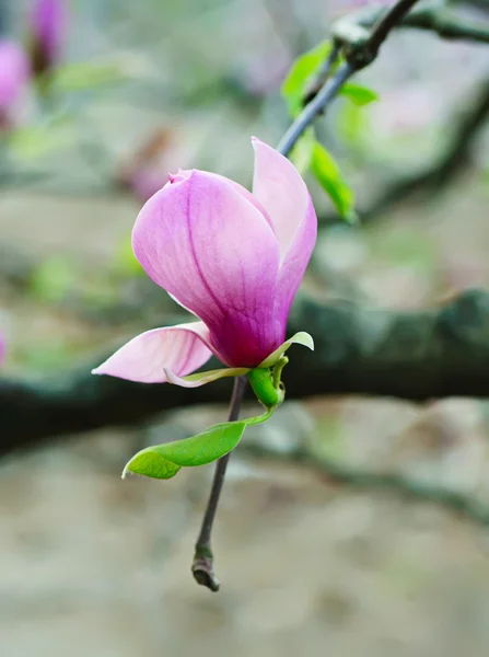 Magnolia bloemen — Stockfoto