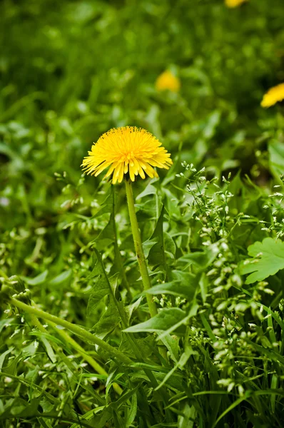 Maskros blomma — Stockfoto