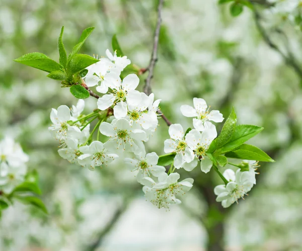 Flores de cereza — Foto de Stock