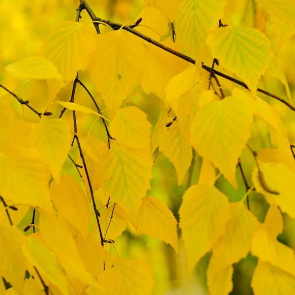 Ramo dell'albero di autunno — Foto Stock