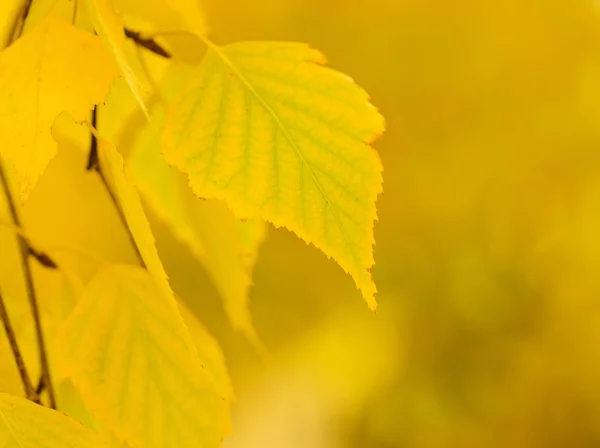 Rama de árbol de otoño — Foto de Stock