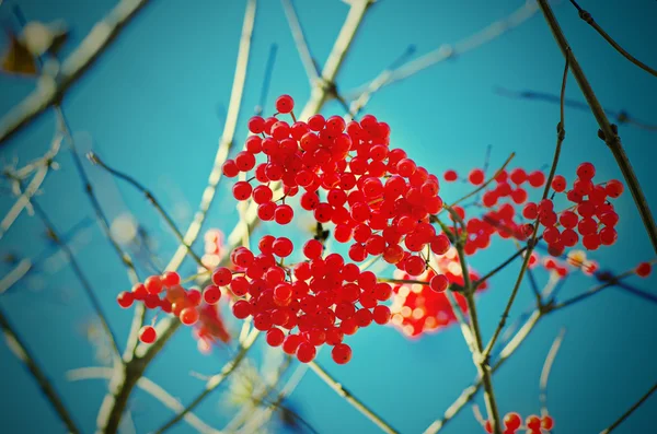 琼花浆果 — 图库照片