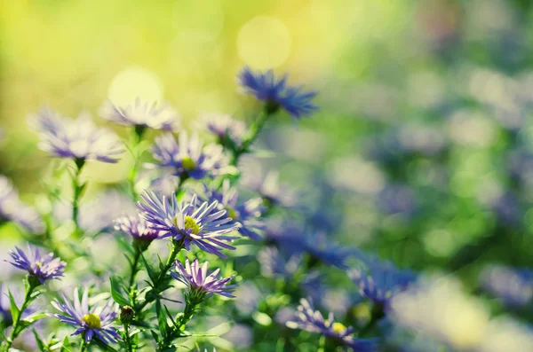 Violet flowers — Stock Photo, Image