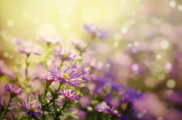 Violette bloemen — Stockfoto