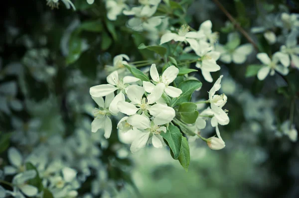 Manzano flor —  Fotos de Stock