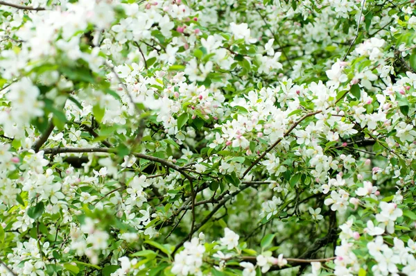 Fiore di melo — Foto Stock