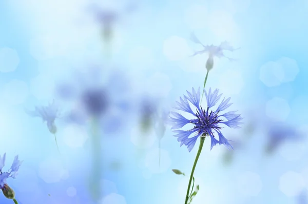 Cornflowers fundo — Fotografia de Stock