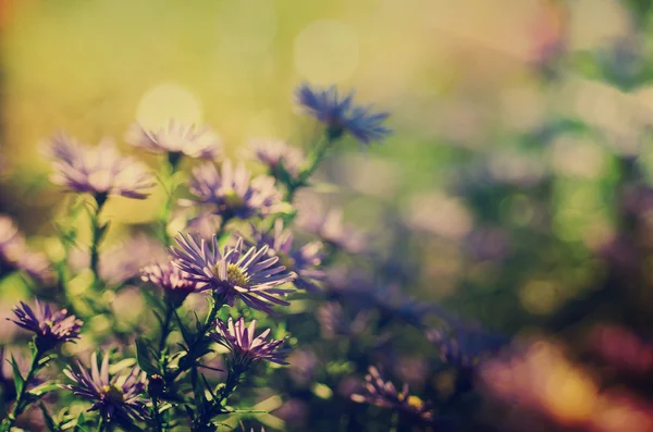 すみれ色の花 — ストック写真