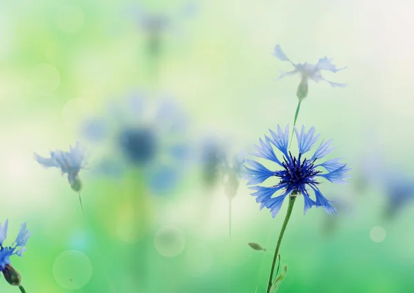 Cornflowers background — Stockfoto