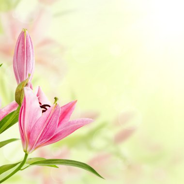 pembe lilyum arka plan