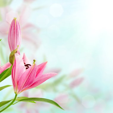 pembe lilyum arka plan