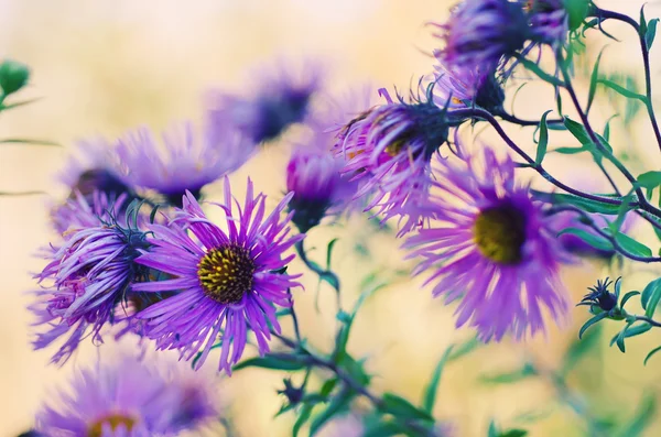Violette Blüten — Stockfoto