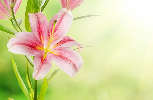 Pink lilies background — Stock Photo, Image