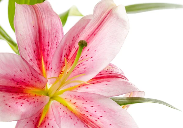 Giglio rosa — Foto Stock