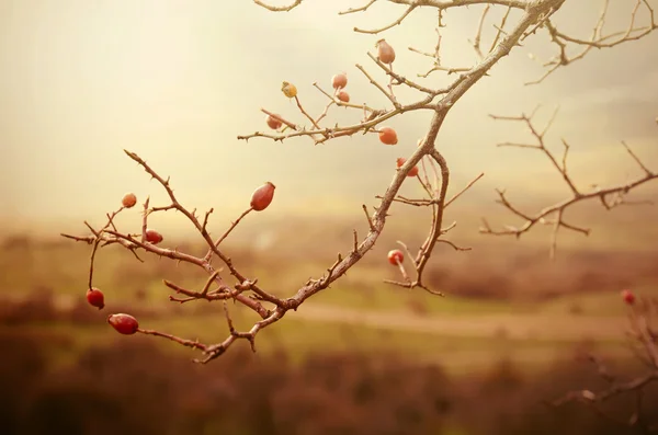 Rosehip berries — Stock Photo, Image