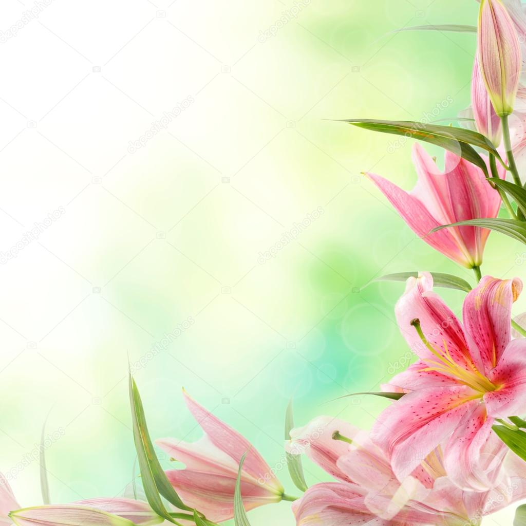 Pink lilies background ⬇ Stock Photo, Image by © Roxana 36945977
