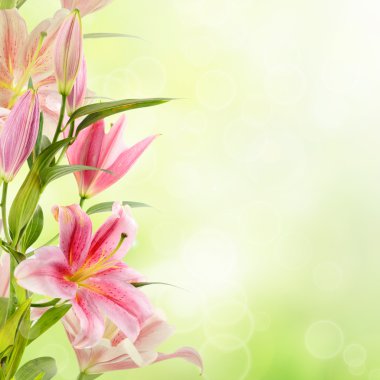 pembe lilyum arka plan