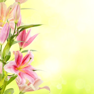 pembe lilyum arka plan