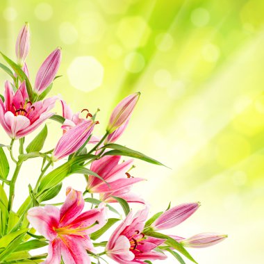 pembe lilyum arka plan