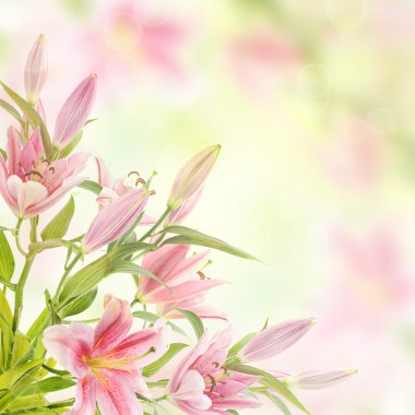 pembe lilyum arka plan