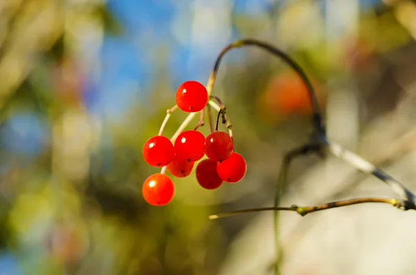 Viburnum berries — Stock Photo, Image