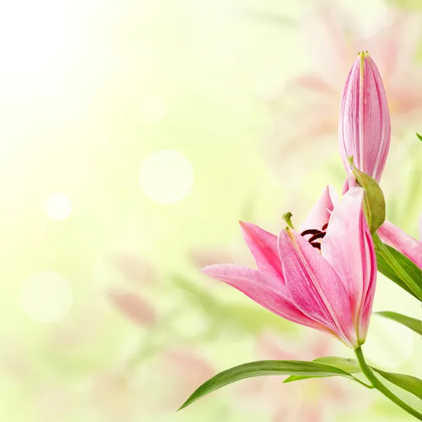 Pink lilies background — Stock Photo, Image