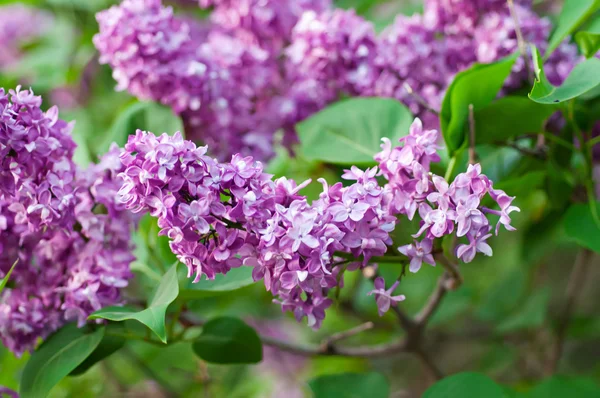 Förgrenade lila blommor — Stockfoto