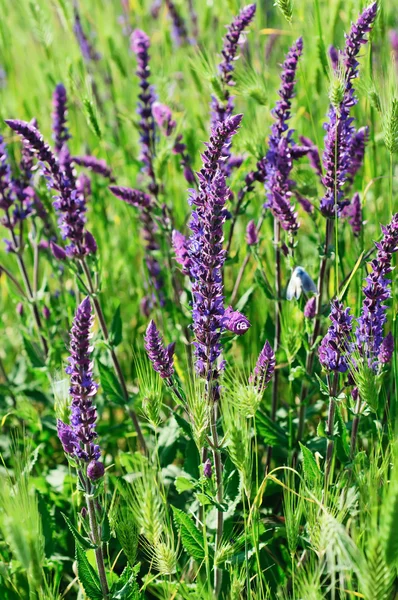 Flor del prado violeta —  Fotos de Stock