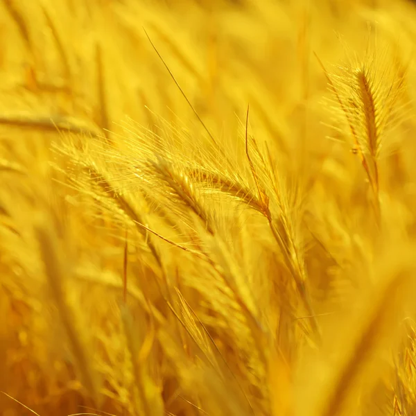 Goldenes Ohr — Stockfoto