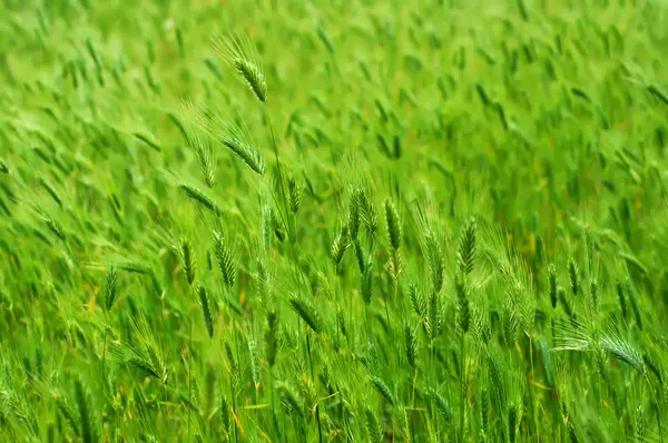 Campo de oído — Foto de Stock