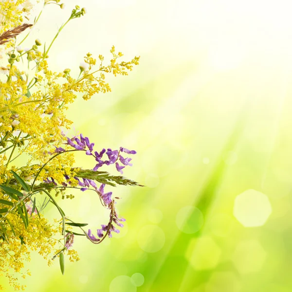 Weide zomerbloemen — Stockfoto