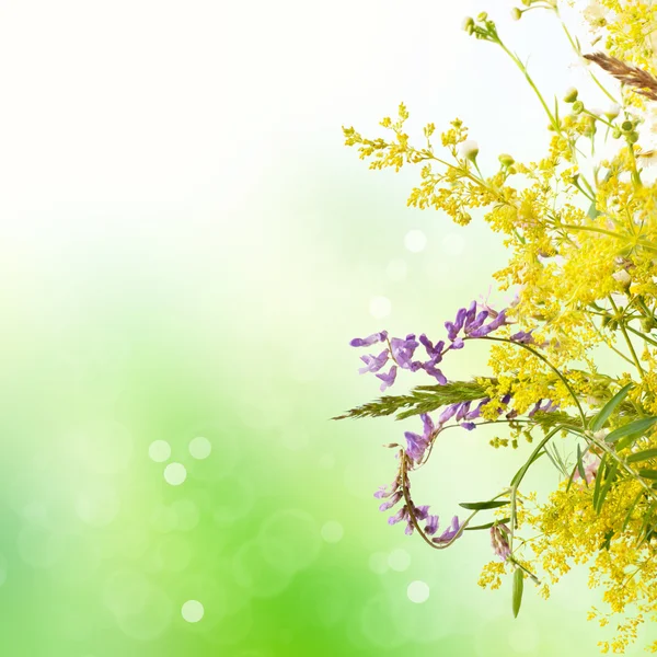 Blommor sommar äng — Stockfoto
