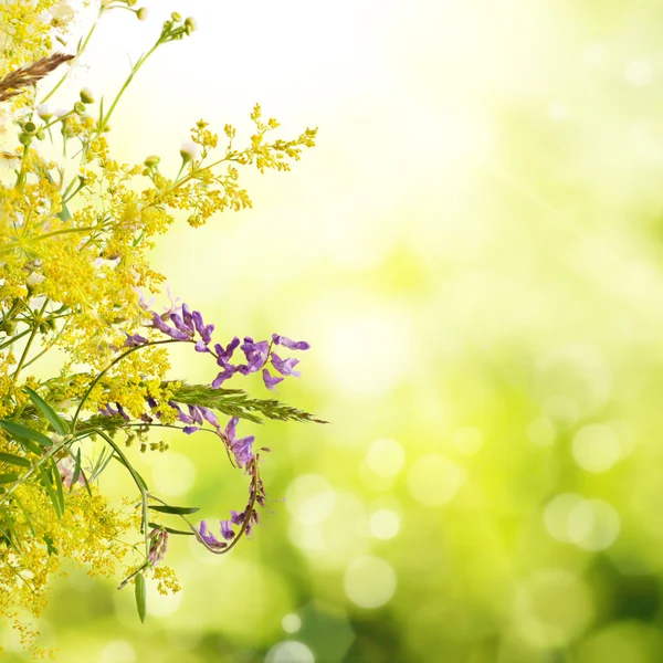 Summer meadow flowers — Stock Photo, Image