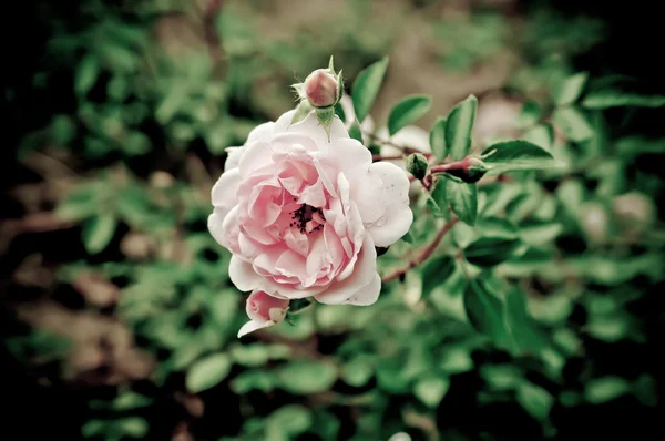 Rose vintage rose — Photo