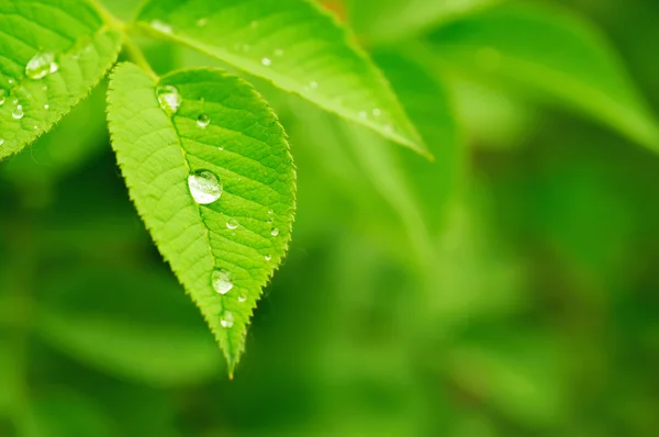 Groen blad — Stockfoto