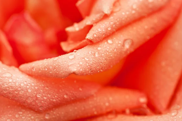 Orange rose macro — Stock Photo, Image