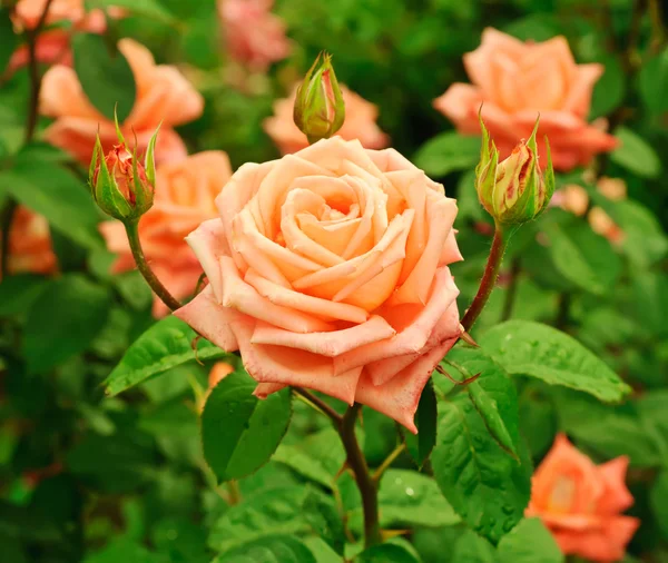 Orange rose — Stockfoto