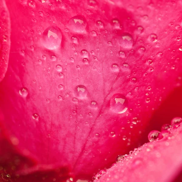 Pink rose macro — Stock Photo, Image