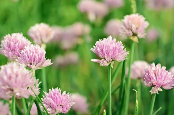 Violette Blüten — Stockfoto