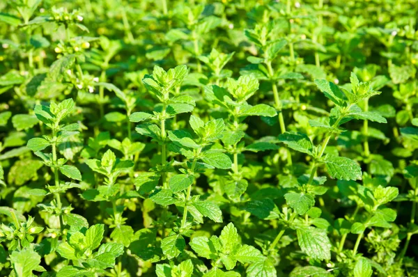 Mint plant — Stock Photo, Image