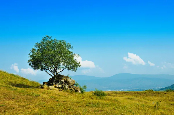 Single olive tree — Stock Photo, Image