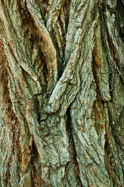 Träd konsistens — Stockfoto