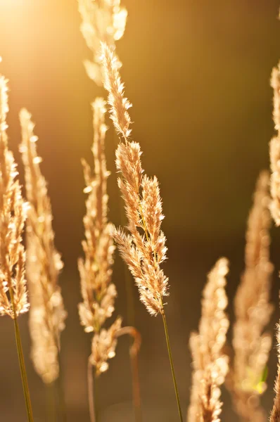 Herfst vintage planten — Stockfoto